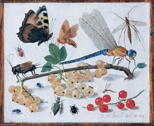 Drawings Of Insects — Jan Van Kessel The Elder