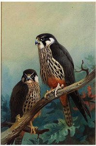 Hobbies — Archibald Thorburn