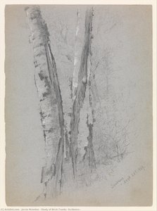 Study Of Birch Trunks (scribners') — Jervis Mcentee