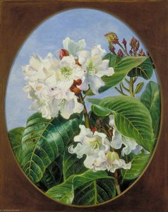 Foliage And Flowers Of An Indian Climbing Evergreen Shrub — Marianne North