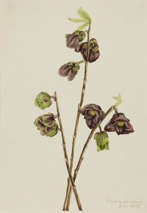 Papaw (asimina Triloba) — Mary Morris Vaux Walcott, Botanical Illustration