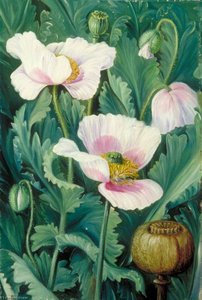 Foliage, Flowers And Seed Vessel Of The Opium Poppy — Marianne North, Victorian Naturalism