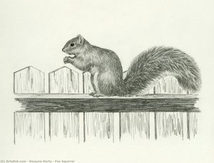 Fox Squirrel — Dwayne Harty