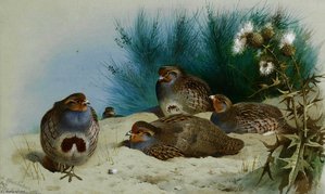 Nglish Partridge With Gorse And Thistles — Archibald Thorburn