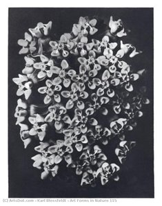 Art Forms in Nature 115