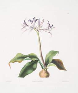 Griffinia Hyacinthina — Robert Havell