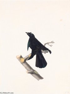 Lophorina Superba — Jacques Barraband
