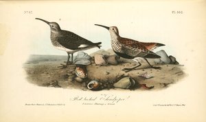 Red-backed Sandpiper. 1. Summer Plumage. 2 Winter — John James Audubon