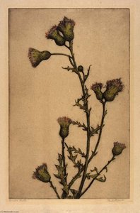 Canada Thistle — Bertha Evelyn Jaques