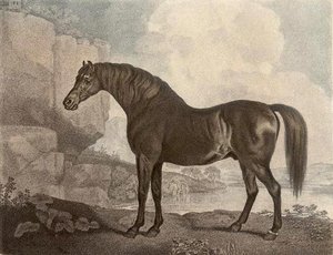 Marske Horse — George Stubbs