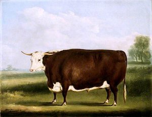 Hereford Bull — William Henry Davis