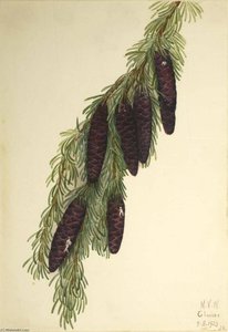 Mountain Hemlock (tsuga Mertensiana) — Mary Vaux Walcott