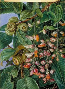 Un Roble De Darjeeling Adornado Con Una Trepadora — Marianne North, Naturalismo