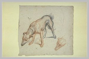 Study Of A Dog — Charles Le Brun