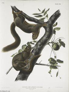 Sciurus Sub-auratus, Orange-bellied Squirrel. Male ^ Female. Natural Size — John James Audubon