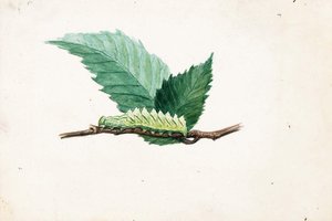 Jagged Leaf Edge Caterpillar, study for book Concealing Coloration in the Animal Kingdom