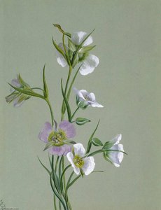 On The Road To Monument — Mary Morris Vaux Walcott