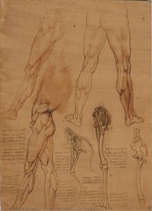 Los Músculos Y Huesos De Las Piernas Del Hombre Y El Caballo — Leonardo Da Vinci, High Renaissance Anatomy