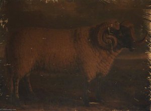 Black Faced Horned Ram — William Shiels