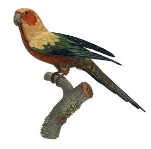 Aratinga Solstitialis — Jacques Barraband
