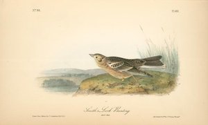 Smith's Lark-bunting. Adult Male — John James Audubon