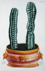 Cereus Quadrangularis And Cereus Quinque Angularis, From 'phytanthoza Iconographia
