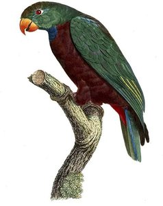 Pionus Sordidus — Jacques Barraband
