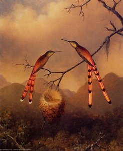 Two Hummingbirds With Their Young — Martin Johnson Heade