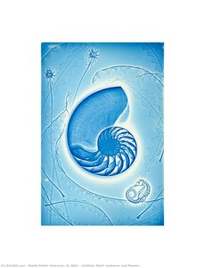 Untitled (Shell, seahorse, and flowers)
