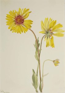 Perennial Gaillardia (gaillardia Aristata) — Mary Vaux Walcott