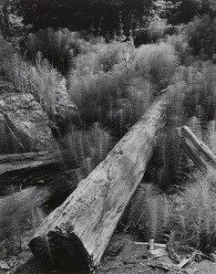 Log And Horsetails — Wynn Bullock