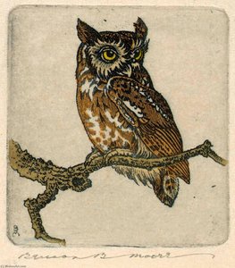 Screech Owl — Benson B Moore