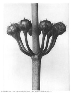 Art Forms In Nature 23 — Karl Blossfeldt