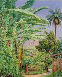 Bananas And Orange Trees, A Palm And A Bush Of Noche Buena In A Garden At Morro Velho, Brazil — Marianne North, Contemporary Realism