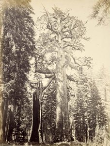 Grizzly Giant, Mariposa Grove — Carleton Emmons Watkins
