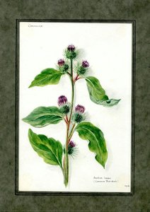 Common Burdock Of The Family Compositae (arctium Lappa) — Clara Peeters