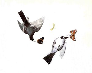 Wagtails — John James Audubon