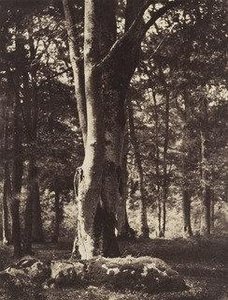 Forest of Fontainebleau