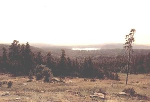 Woodland Distance — Ivan Ivanovich Shishkin