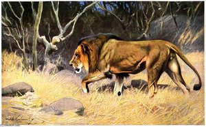 Lion