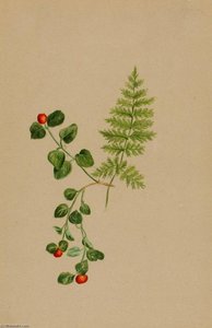Partridgeberry (mitchella Repens) — Mary Vaux Walcott