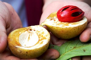 Nutmeg Fruit