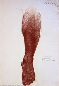 Study. The Male Leg (26.06.1994) — Krupa