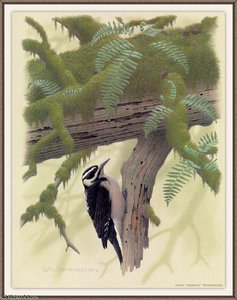 Hairy Harriss Woodpecker — August Albert Zimmermann