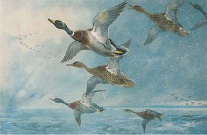 Mallards; Geese; Woodcock; Blackcock; Partridge; And Ptarmigan — Archibald Thorburn