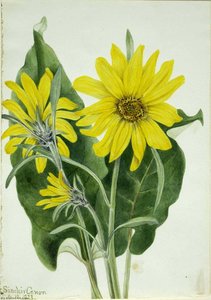 Balsamroot (balsamorhiza Sagittata) — Mary Vaux Walcott