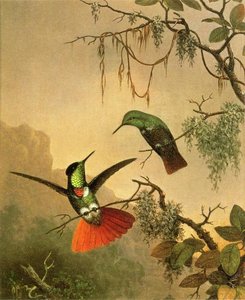 Two Hooded Visorbearer Hummingbirds — Martin Johnson Heade