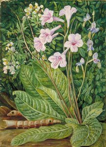 South African Flowers And Snake Headed Caterpillars — Marianne North