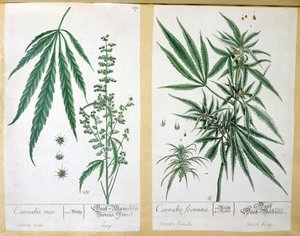 Cannabis Mas And Cannabis Foemina — Elizabeth Blackwell