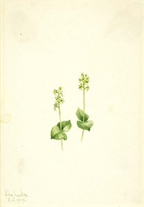 Rocky Mountain Twayblade (ophrys Necrophylla) — Mary Morris Vaux Walcott